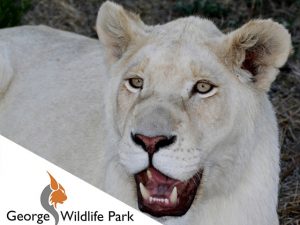 See a Real Life White Lion in George