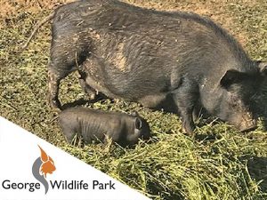 New Addition to the George Wildlife Park Family