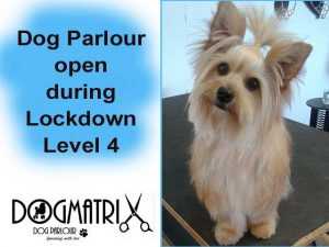 Dogmatrix Dog Parlour Open During Lockdown Level 4