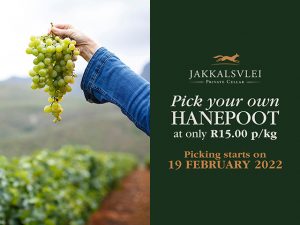 Hanepoot Picking 2022 at Jakkalsvlei