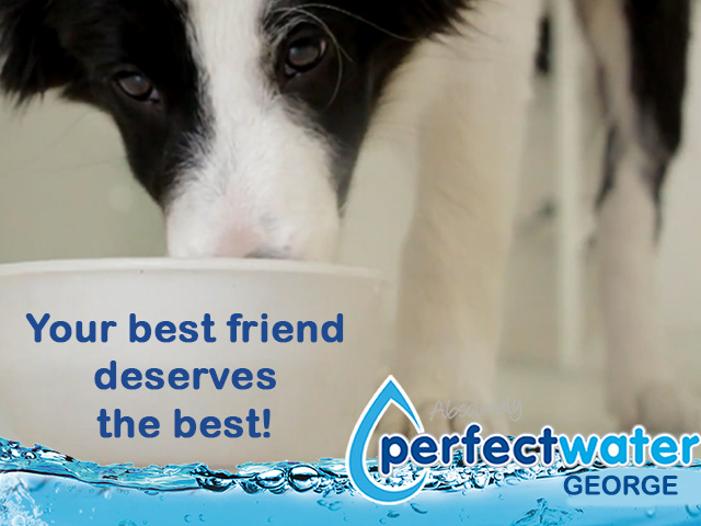 Your Best Friend Deserves the Best Purified Water