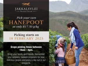 Pick Your Own Hanepoot at Jakkalsvlei