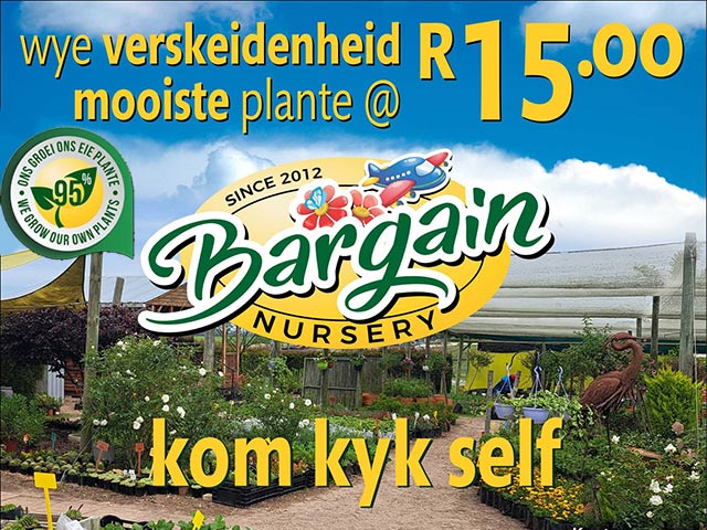 Wye Verskeidenheid Plante by Bargain Nursery George