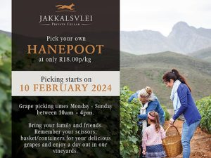 
The annual “Pick Your Own Hanepoot” season at Jakkalsvlei starts on Saturday 10 February 2024. Grape picking times are from 10am to 4pm daily and will be charged at R18 p/kg.

Bring your family and friends, remember your scissors and baskets for those delicious grapes, and enjoy a day in the Jakkalsvlei vineyards near Mossel Bay. This is a fun family-friendly activity that everyone will love.