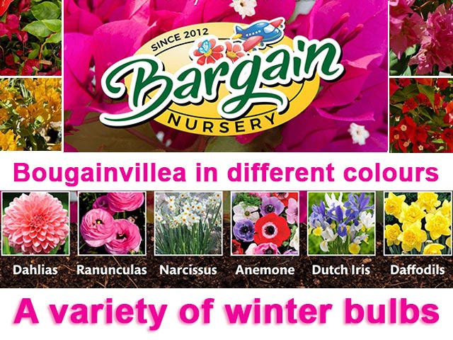 Bougainvillea and Winter Bulbs at Bargains Nursery