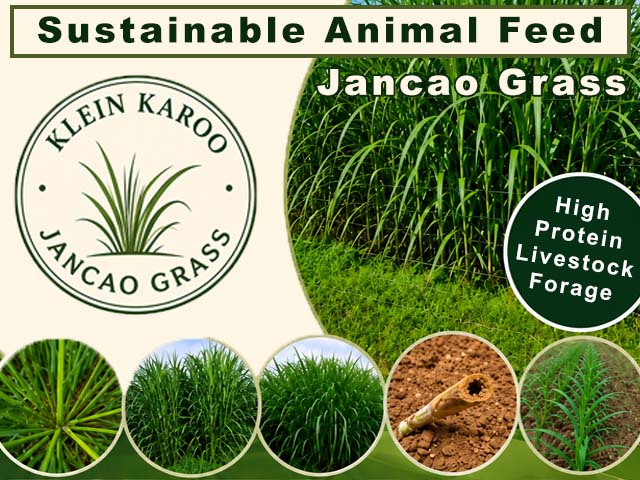 Klein Karoo Jancao Grass 2