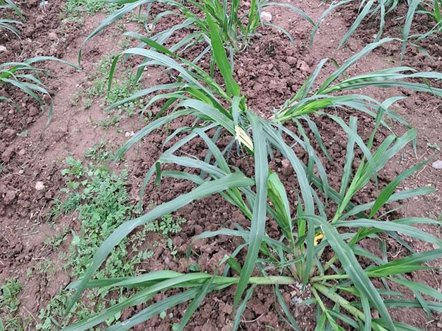 Klein Karoo Jancao Grass 5
